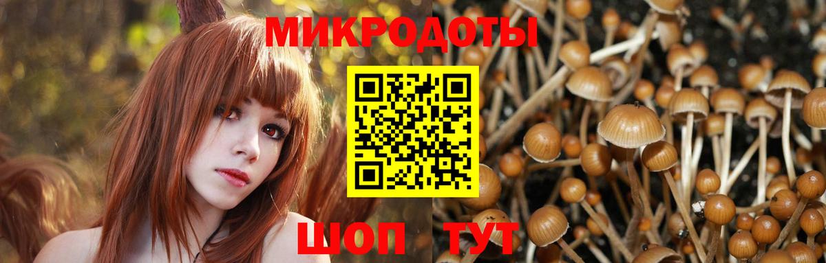 Псилоцибиновые грибы мицелий Нижний Новгород